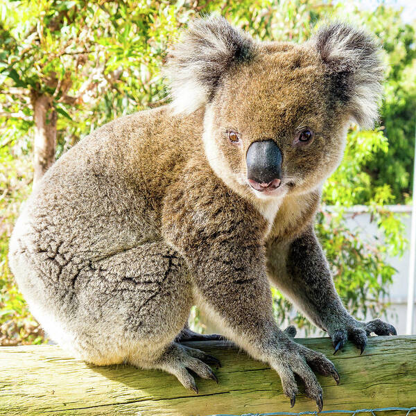 Adorable Koala Albany Australia Poster featuring the photograph Adorable Koala- Albany, Australia by David Morehead