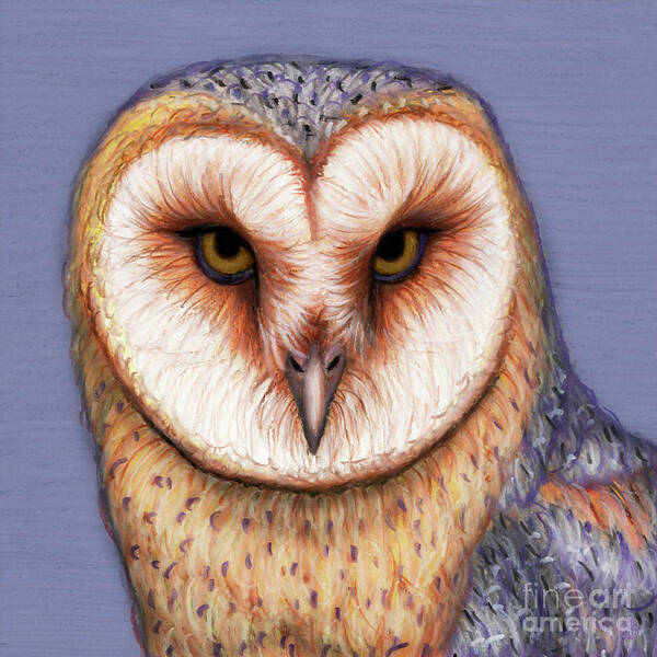 Barn Owl Poster featuring the painting American Barn Owl by Amy E Fraser