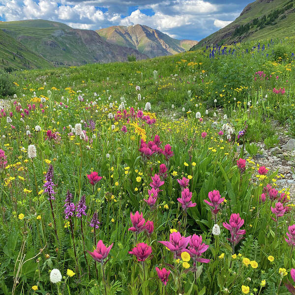 Alluring Images Colorado Poster featuring the photograph American Basin Summer Wildflowers by Bridget Calip