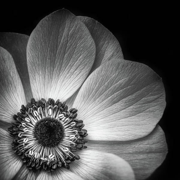 Anemone Poster featuring the photograph Anemone Flower Closeup in Black And White by Elvira Peretsman