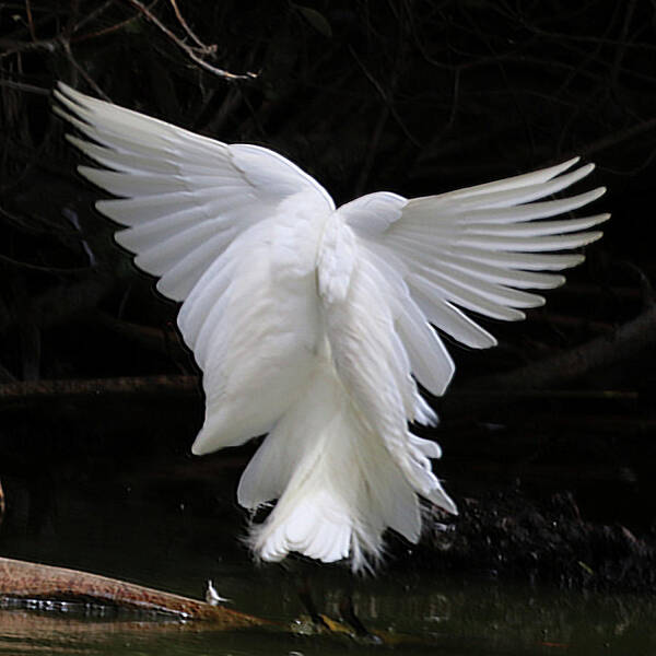 Egret Poster featuring the photograph Angel Wings Egret by Perry Hoffman