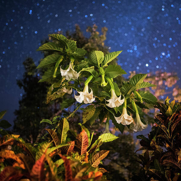 Belize Poster featuring the photograph Angel's Trumpet Flowers Belmopan Belize Starry Skies Square by Toby McGuire