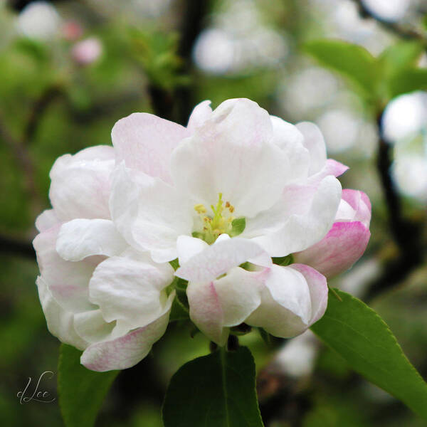 Apple Poster featuring the photograph Apple Blossoms 1 by D Lee
