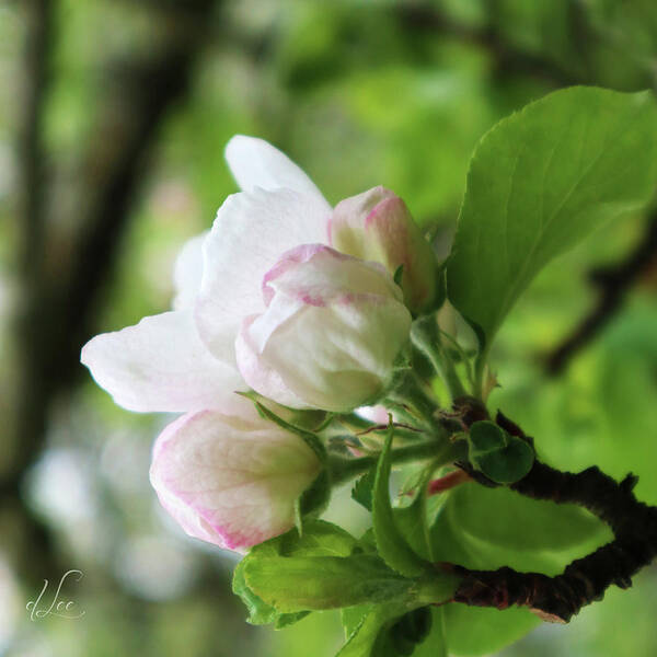 Apple Poster featuring the photograph Apple Blossoms 2 by D Lee