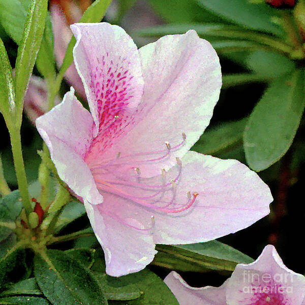 Azalea; Rhododendron; Flower; Augusta; Augusta National; Georgia; Pink; The Masters; Poster featuring the photograph Augusta Azalea by Tina Uihlein