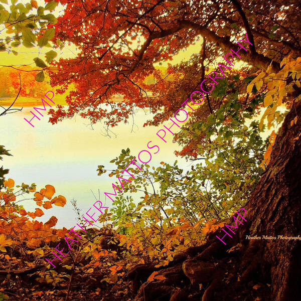 Autumn Poster featuring the photograph Autumn Glory by Heather M Photography