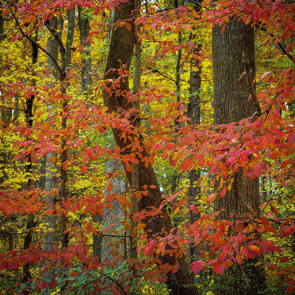 Autumn Poster featuring the photograph Autumn Leaves II by Norman Reid