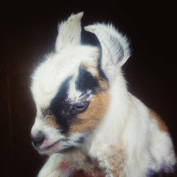 Pigmy Goat Poster featuring the photograph Baby Pigmy Goat by Mark Egerton