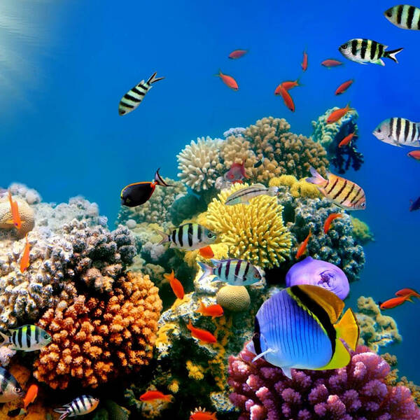 Fish Poster featuring the photograph Beautiful Fish On Coral Reef by World Art Collective