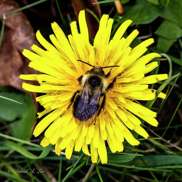 Bee Poster featuring the photograph Bee on a Dandelion by David Lee