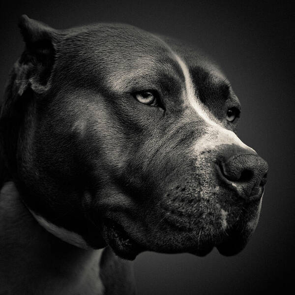 Pitbull Poster featuring the photograph Big Fella by Dave Bowman