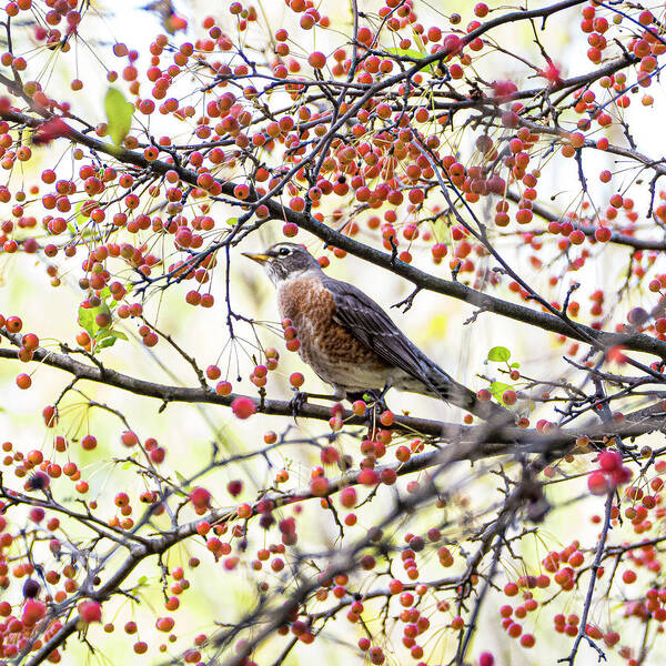 Bird Tree Red Berries Colorful Poster featuring the photograph Bird in a Tree by David Morehead