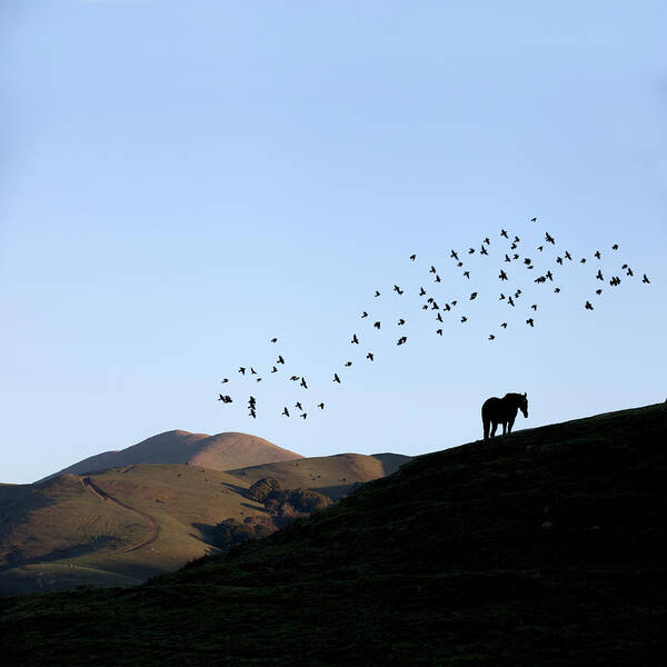 Birds Above Pasture Poster featuring the photograph Birds above pasture by Donald Kinney
