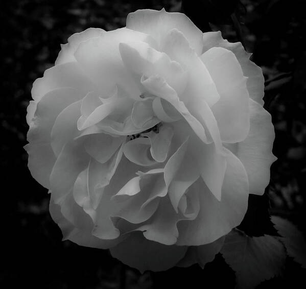 Flower Poster featuring the photograph Black and White by Anamar Pictures