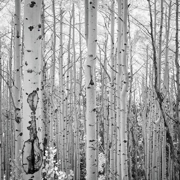 Black And White Poster featuring the photograph Black and White Aspen Grove by Rebecca Herranen
