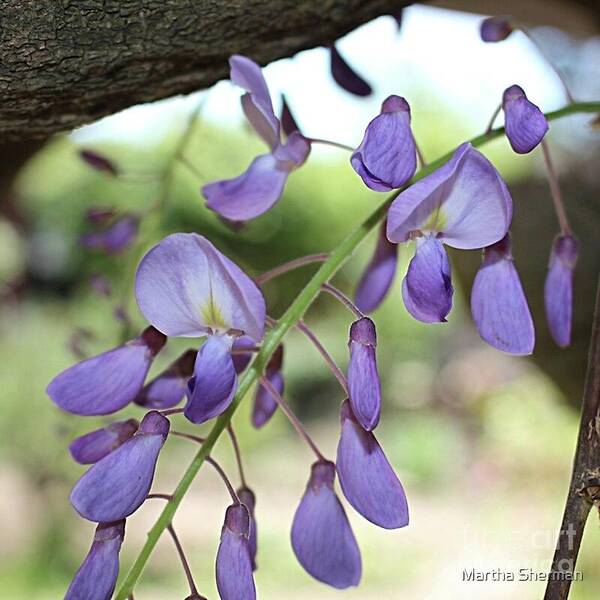 Wisteria Poster featuring the photograph Blooming Wisteria by Martha Sherman