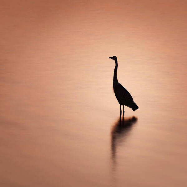 Blue Poster featuring the photograph Blue Heron Silhouette and Reflection by Jason Fink