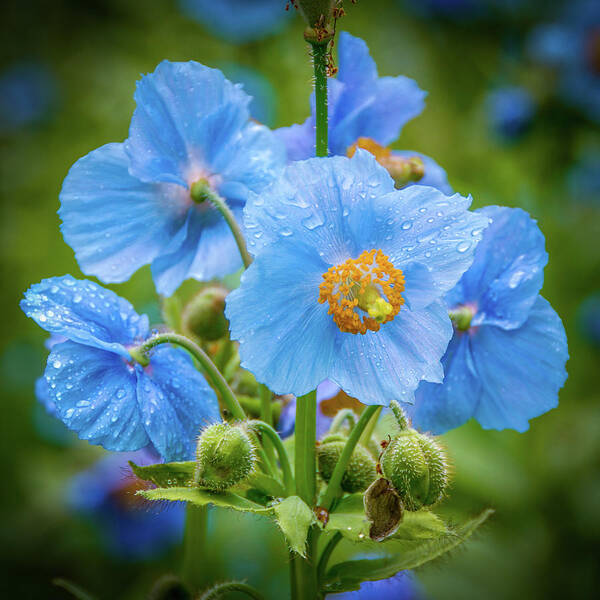 Himalayan Blue Poppies Poster featuring the photograph Blue Poppies by Louise Tanguay