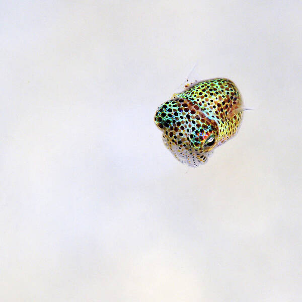 White Poster featuring the photograph Bobtail squid by Artesub