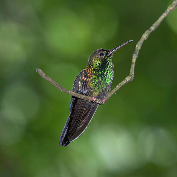 Hummingbird Poster featuring the photograph Bronze-tailed Plumeleteer by Teresa Wilson