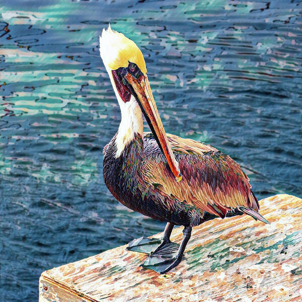 Brown Pelican Poster featuring the photograph Brown Pelican in Breeding Season by Roslyn Wilkins