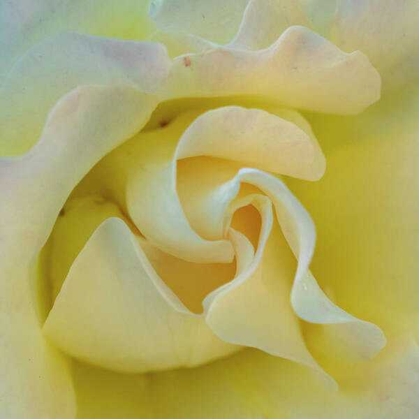 Rose Poster featuring the photograph Butter Cream by Cathy Kovarik