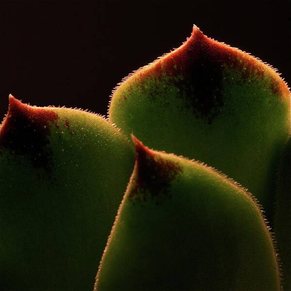 Macro Poster featuring the photograph Cactus 9609 by Julie Powell