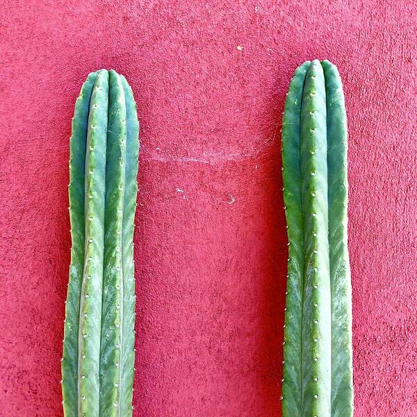  Poster featuring the photograph Cactus On Red by Julie Gebhardt