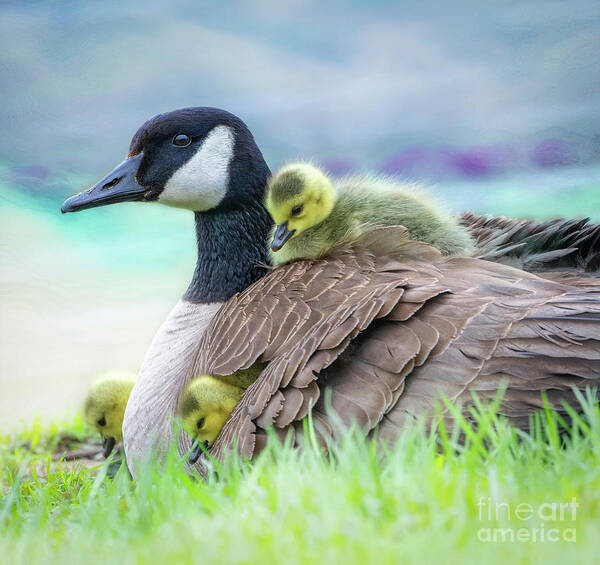 Mom Canada Goose Kkeeping The Chicks Warm. Poster featuring the photograph Canada Goose with Chicks by Sandra Rust
