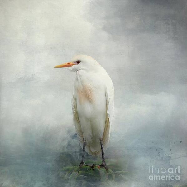 Cattle Egret Poster featuring the mixed media Cattle Egret by Eva Lechner