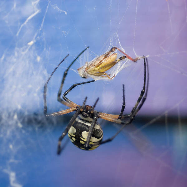 Garden Spider Poster featuring the photograph Caught in the Web by Melissa Southern
