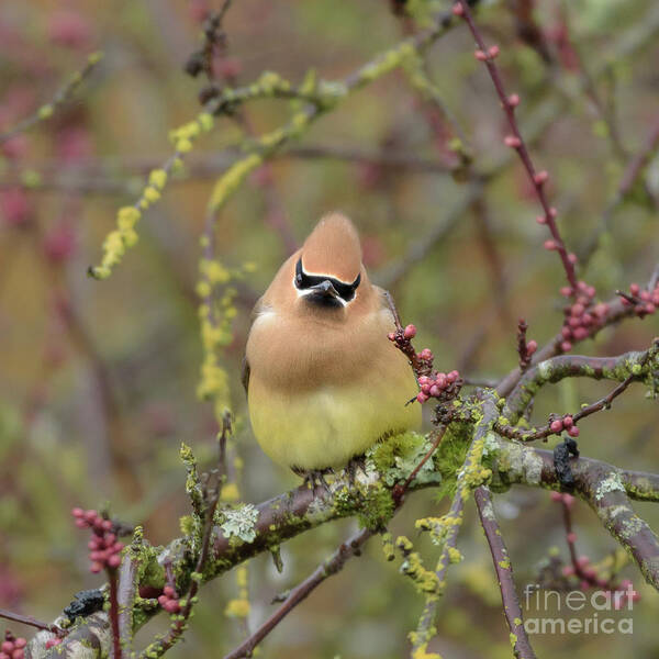 Cedar Waxwing Poster featuring the photograph Cedar Waxwing with Attitude by Nancy Gleason