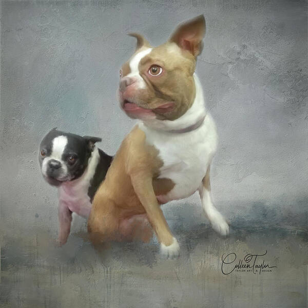 Boston Terrier's Poster featuring the mixed media Cheech and Chong by Colleen Taylor
