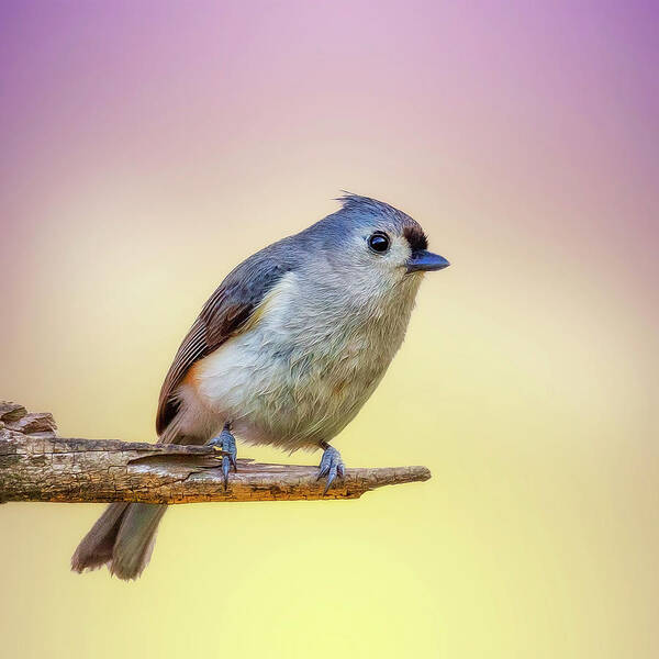 Bird Poster featuring the photograph Cheerful Tit by Bill and Linda Tiepelman