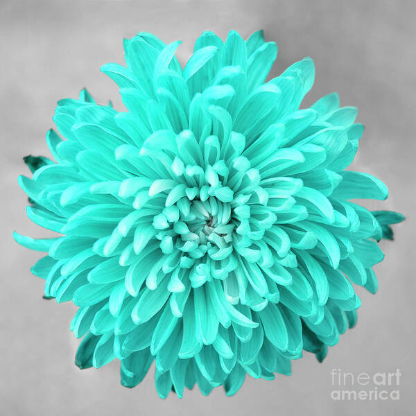 Floral Poster featuring the photograph Chrysanthemum Flower Joy-Turquoise by Renee Spade Photography