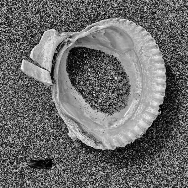 Black And White Poster featuring the photograph Clam Shell - Sandy Beach bw by Jerry Abbott