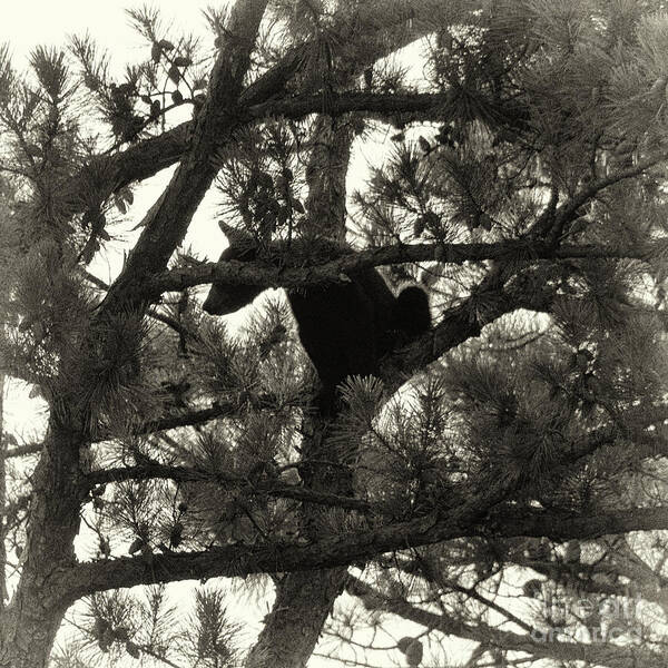 Bear Poster featuring the photograph Climbing Bear 4 by Phil Perkins