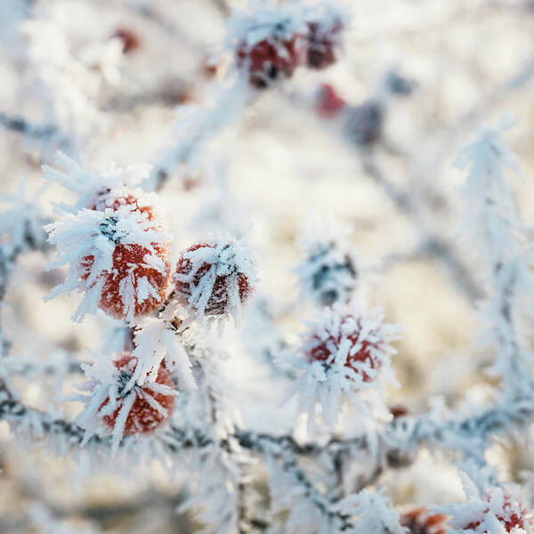 Winter Poster featuring the photograph Close Up Of Red Berries Of Viburnum With Hoarfrost On The Branches by Robert Dziewulski
