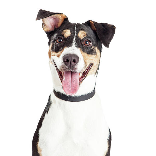Animal Poster featuring the photograph Closeup of Happy Crossbreed Dog Mouth Open by Good Focused