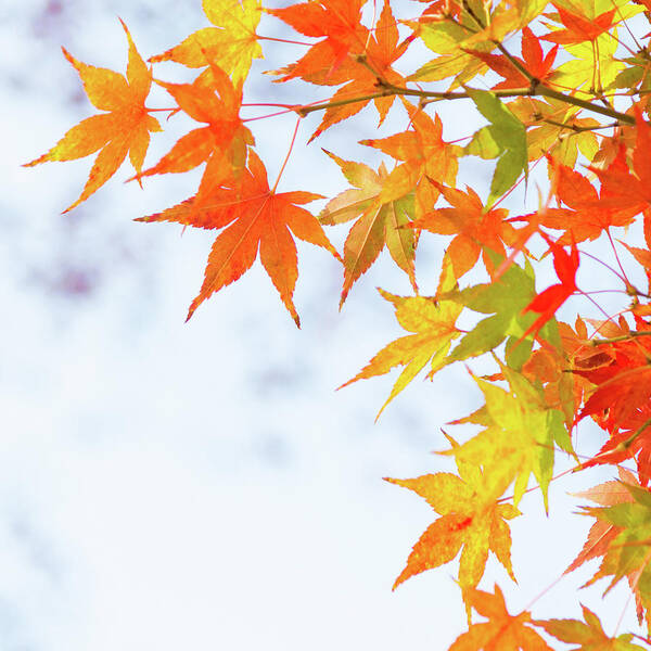 Acer Poster featuring the photograph Colorful maple leaves on branch, square crop by Viktor Wallon-Hars