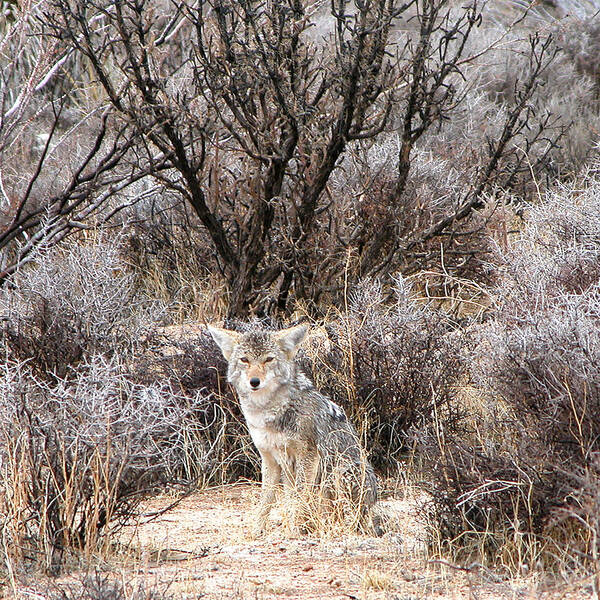 Coyote Poster featuring the photograph Coyote by Perry Hoffman