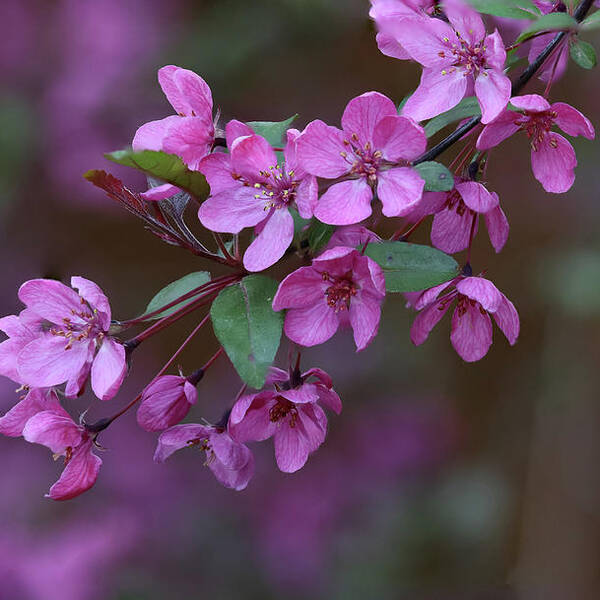 Crab Apple Blossoms Poster featuring the photograph Crab Apple Blossoms by Aashish Vaidya