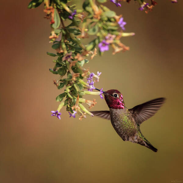 Audubon Poster featuring the photograph Cute as a Button by Rick Furmanek