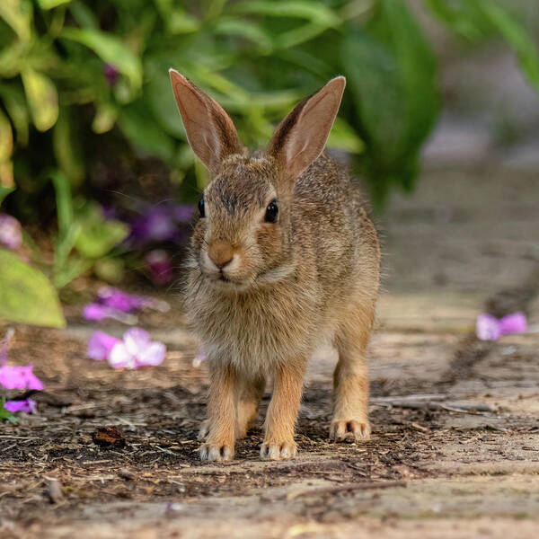 Cottontail Poster featuring the photograph Cute Cottontail by Rachel Morrison