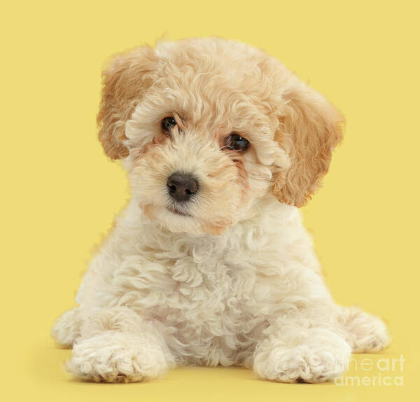 Cute Poster featuring the photograph Cute Poochon puppy by Warren Photographic