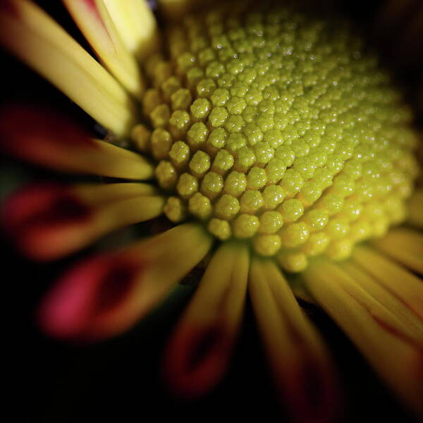 Macro Poster featuring the photograph Daisy 6043 by Julie Powell