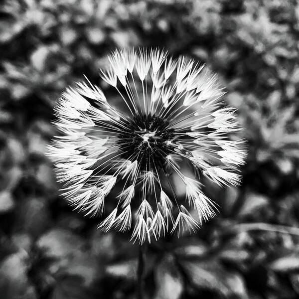 Flowers Poster featuring the photograph Dandelion In Black And White by Jim Feldman
