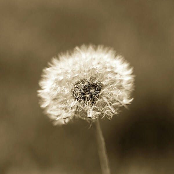 Dandelion Poster featuring the photograph Dandelion Seed Head Brown Tone by Tanya C Smith