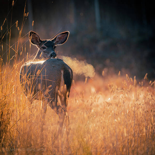 October Poster featuring the photograph Deer Morning by Ant Pruitt
