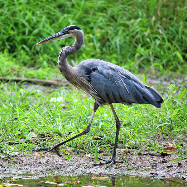 Blue Heron Poster featuring the photograph Doing The Heron Hustle by Scott Burd